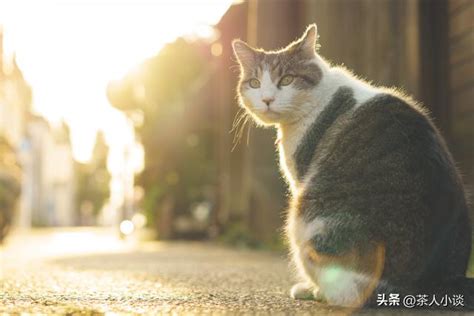 猫进屋|猫进家门预示着什么风水？解读猫的吉凶寓意